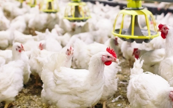 Nébih: Bács-Kiskun vármegyében ismét igazolták a madárinfluenzát