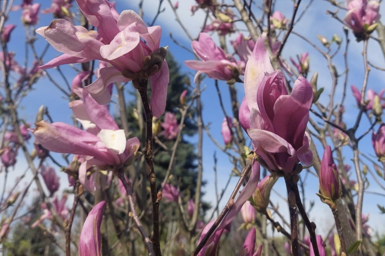 MAGNÓLIÁK A KERTBEN